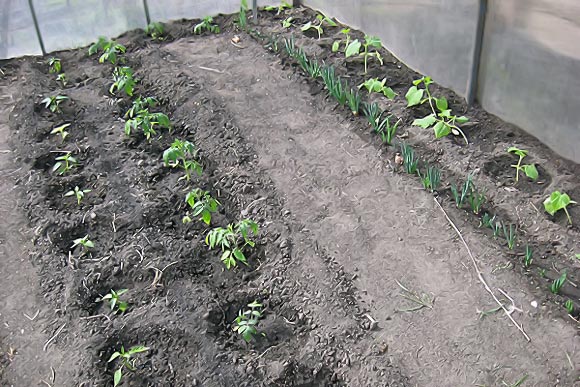 planting tomatoes