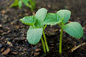 À quelle distance avez-vous besoin de planter des concombres avec des semis et des graines en plein champ