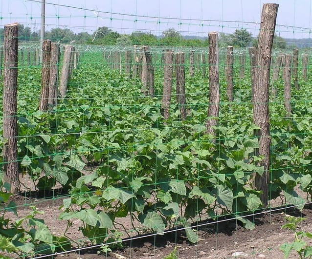 jarretière de concombres dans le jardin