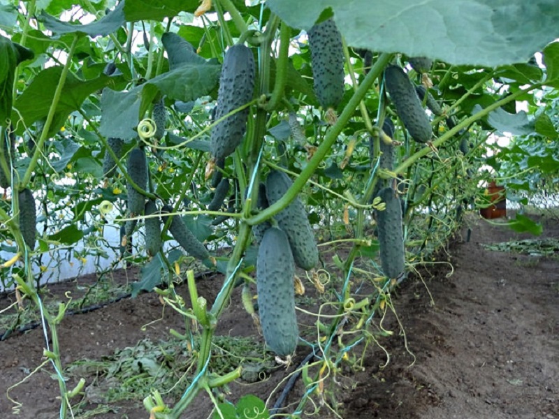 arbustos de pepino en invernadero