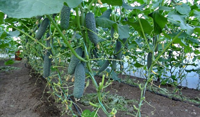 pepinos en invernadero