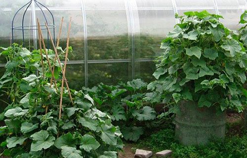 bush cucumber in the greenhouse