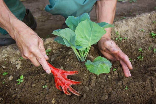 hilling cabbage in the garden