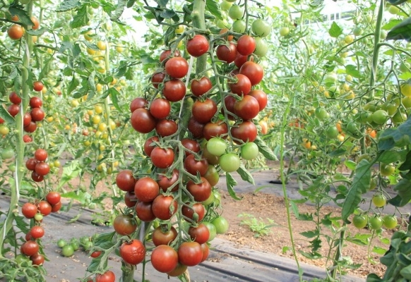 tomato spasskaya tower in the open field