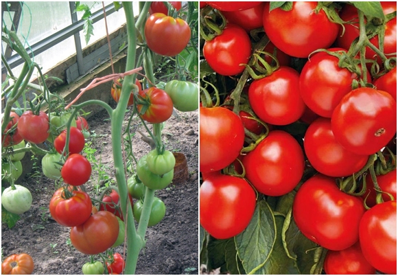 Apparence de la tour spasskaya de tomate