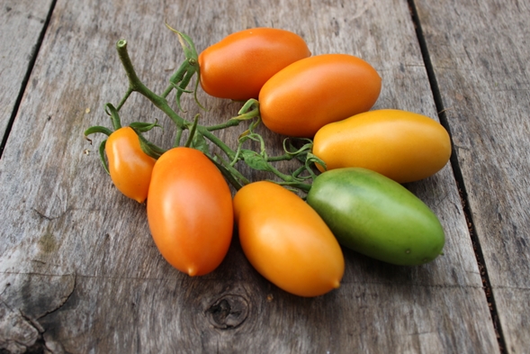 pisang tomato oren di atas pokok