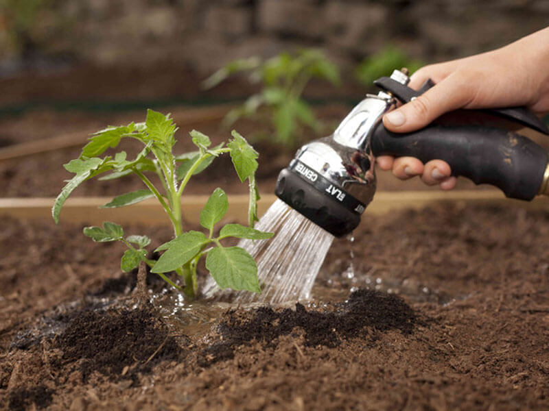 arrosage des tomates dans le jardin