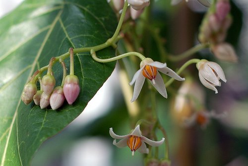 flowers of the tsifomandra tree