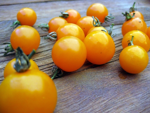 grano de tomate dorado