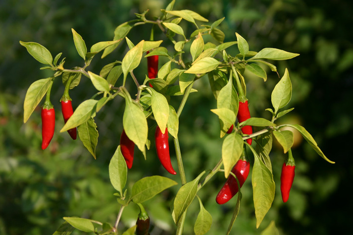 pimienta amarga