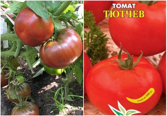 tyutchev tomato