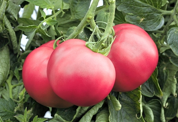 tomates framboises charnues