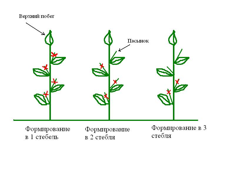 façonner le poivre en trois tiges