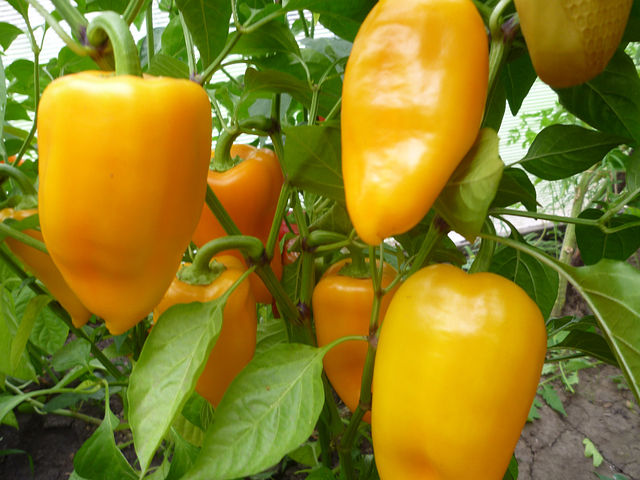 yellow pepper in the greenhouse