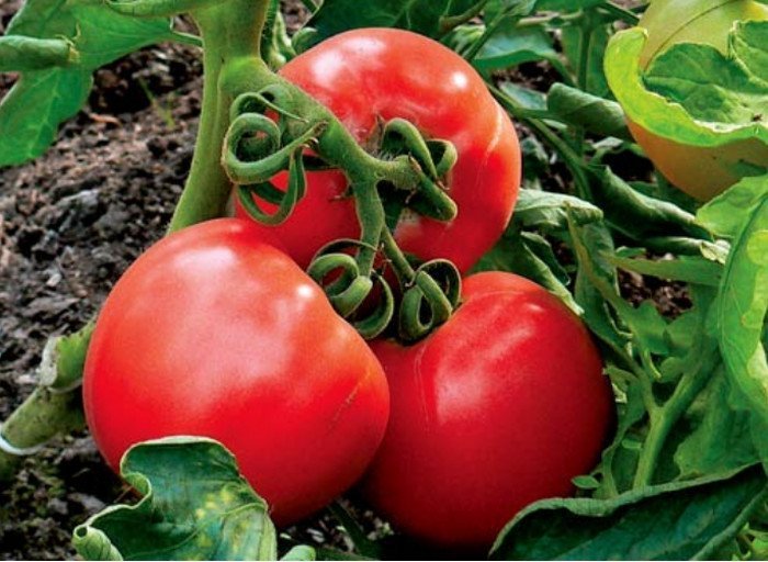 red tomatoes on the ground