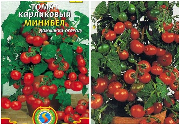 tomato seeds minibel