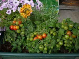 Caractéristiques et description de la variété de tomate Pinocchio, culture et rendement