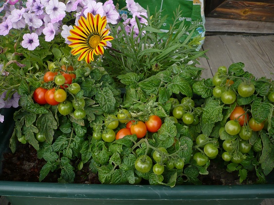 pinocchio tomato growing on the balcony