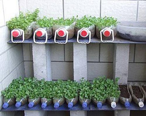 seedlings on the balcony