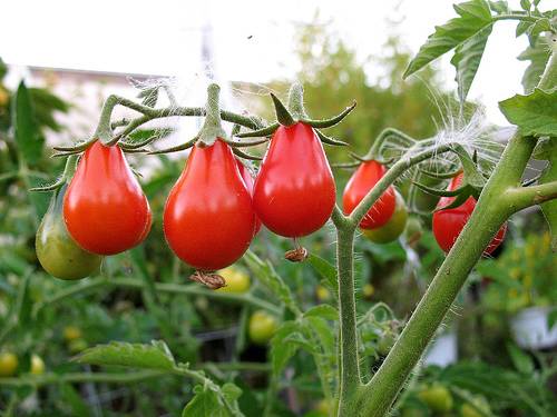 trufa roja al aire libre