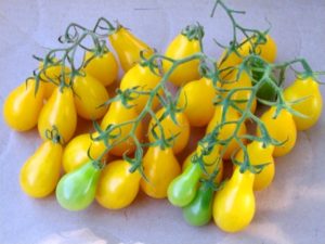 Caractéristiques et description de la variété de tomate Honey Drop, sa culture et son rendement