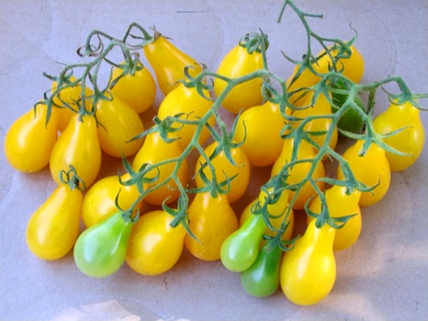 apparence de la goutte de miel de tomate