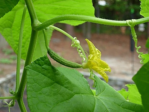 Quand et comment planter correctement des plants de concombre dans une serre ou une serre