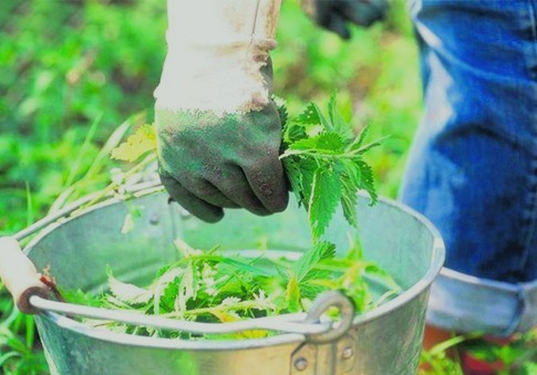 nettles in a bucket