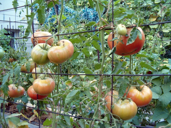 tomates jarretière dans le jardin