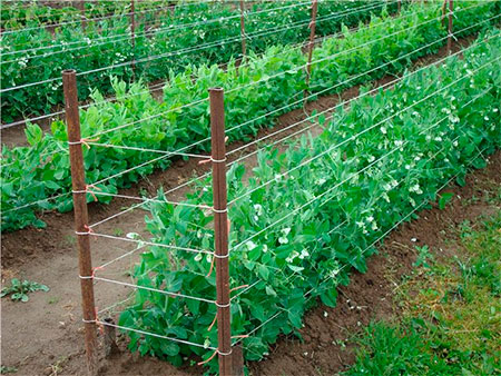 horizontal garter cucumber