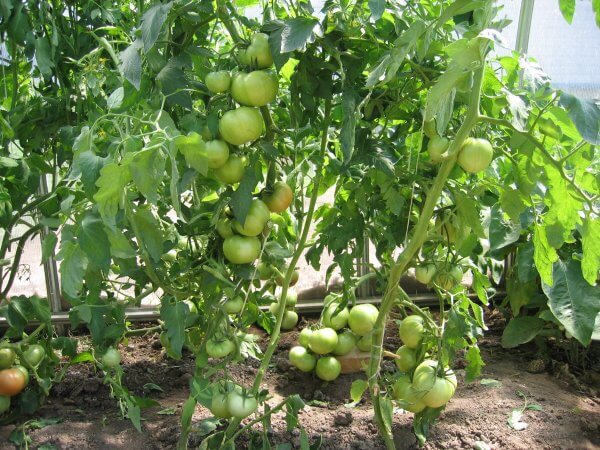 semak tomato Polbig F1