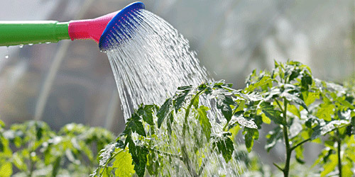 watering a tomato