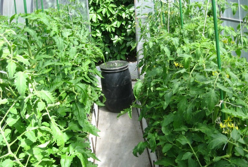 greenhouse and seedlings