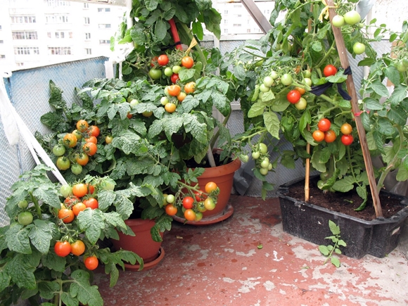 tomates en pot sur le balcon