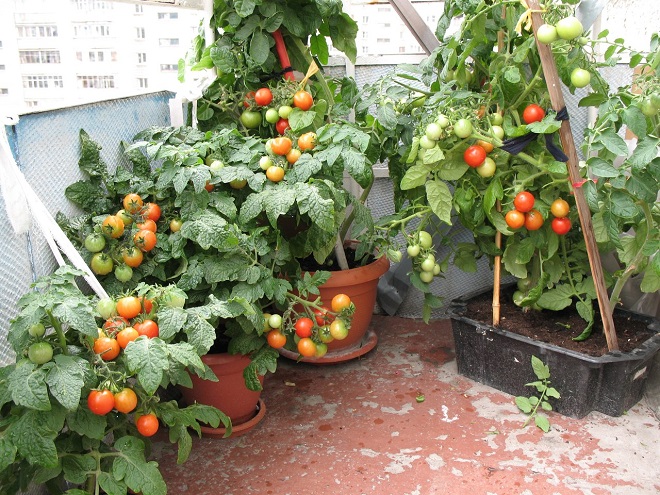 tomates sur le balcon