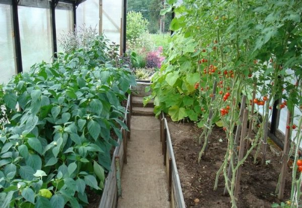 tomate au poivron dans une serre