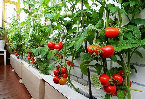 grosses tomates sur le balcon