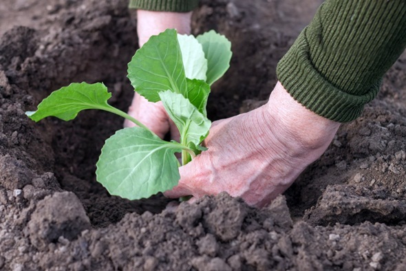 man plants white cabbage