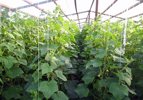 cucumbers in the greenhouse