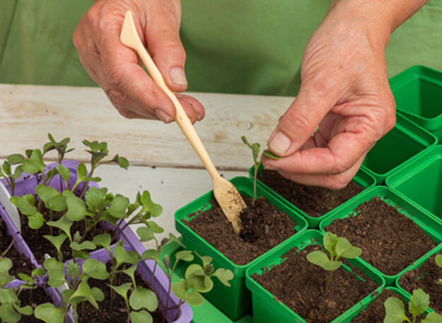 cabbage seedlings