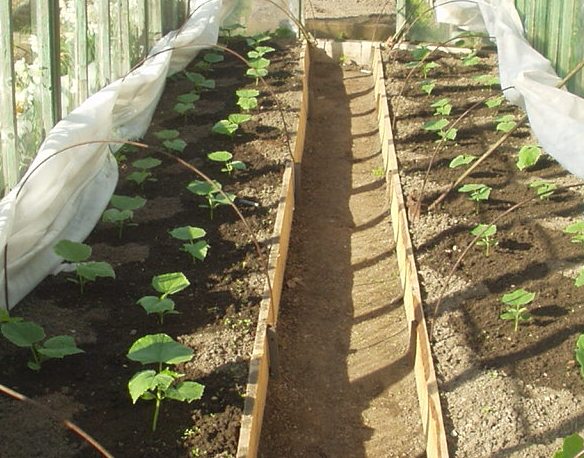 seedlings of cucumbers in the greenhouse