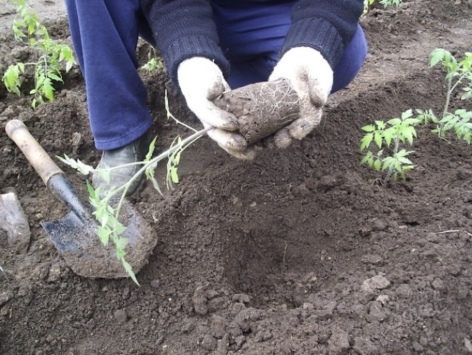 tomaat in de grond planten