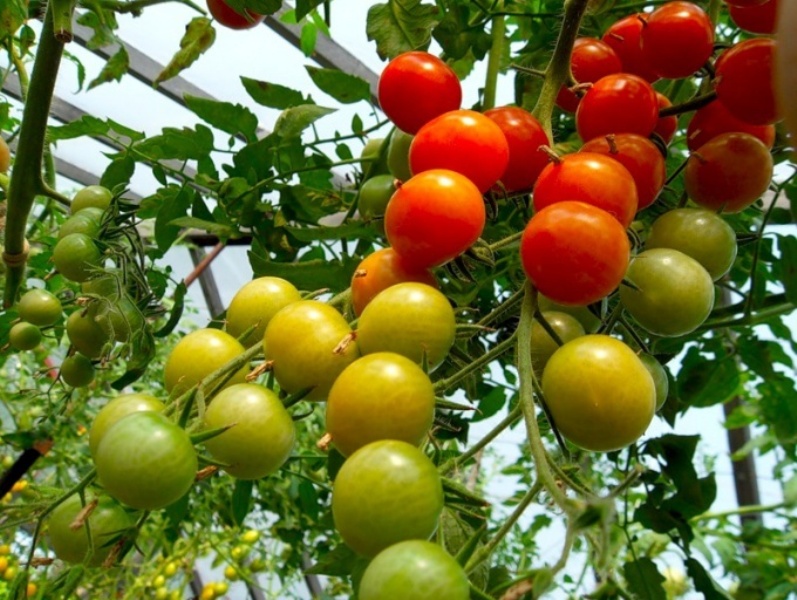 tomatoes in the greenhouse