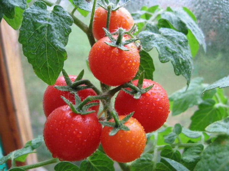 la culture de la tomate