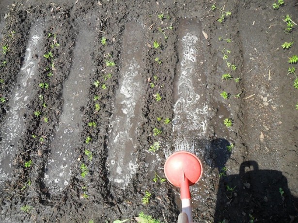 Regando zanahorias en campo abierto.