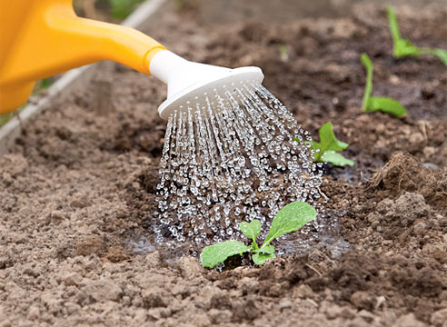 watering cabbage beds