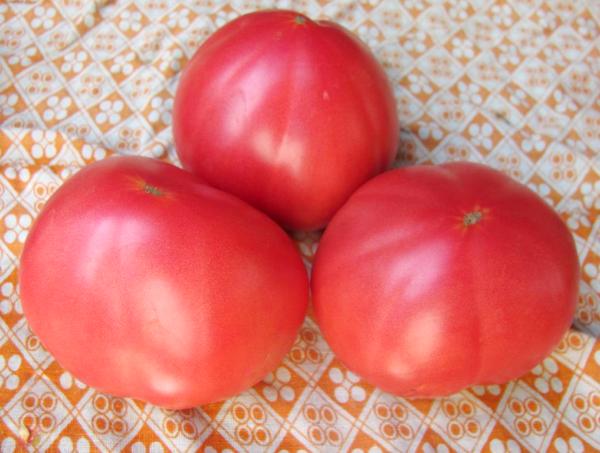 tomato grandmother's secret