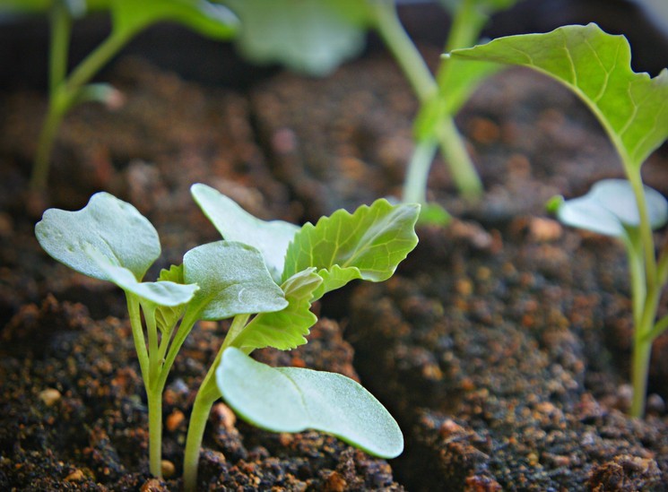 cabbage in the ground