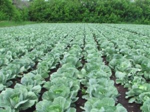 How to process, spray cabbage to get rid of midges with folk remedies