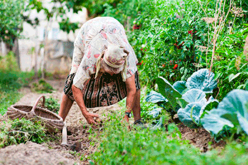 vegetable garden weeding